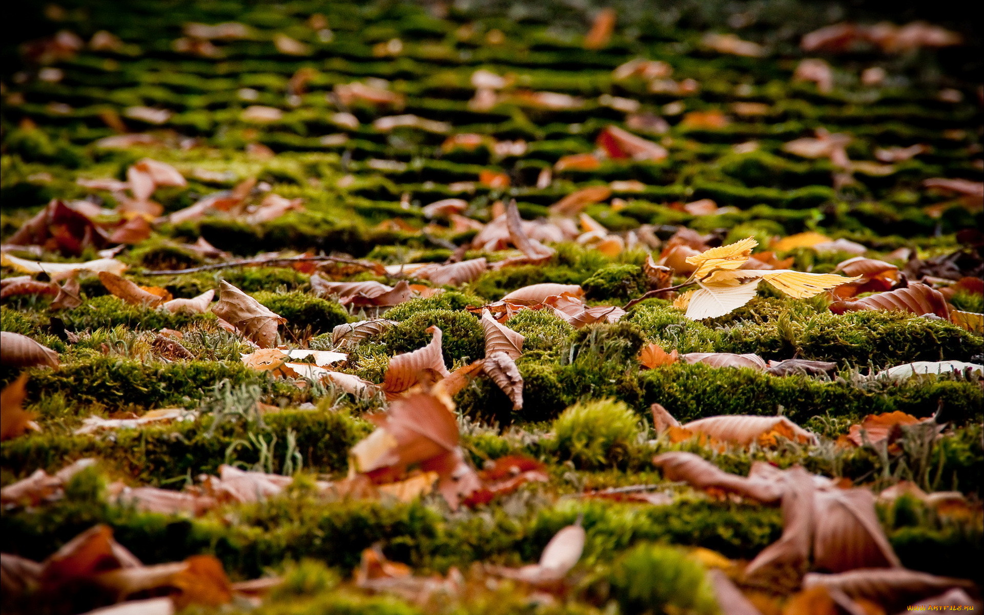 Опавшие листья терпеливо. Листья на земле. Осенние листья на земле. Листва на земле. Листья фото.